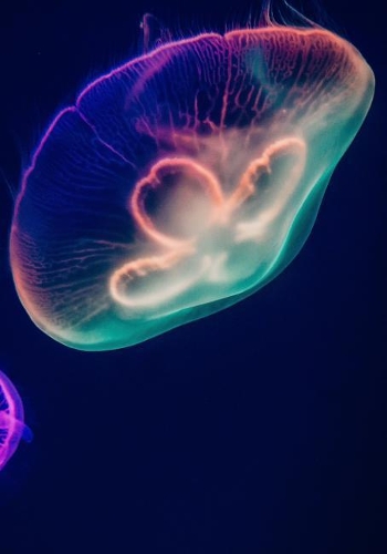 2019 Appointment Calendar: 2019 Daily Planner Goal Planner Beautiful Jellyfish