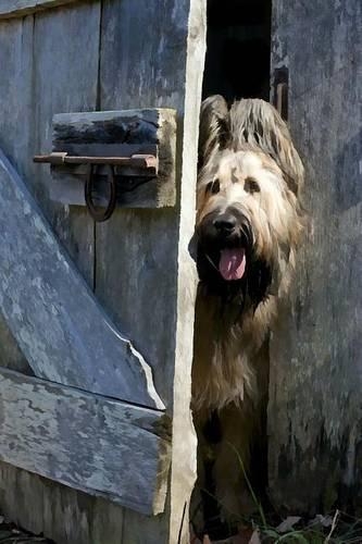 Briard: Artified Pets Journal/Notebook/Diary 160 Pages(English)