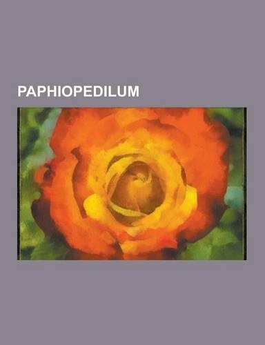 Paphiopedilum