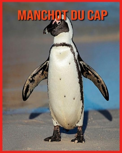 Manchot du Cap
