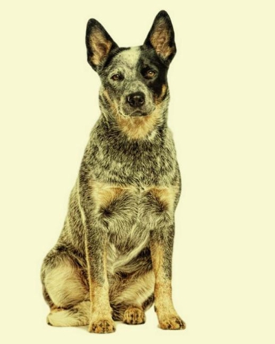 Australian Cattle Dog: Artified Pets Dog Journal/Notebook/Diary(English)