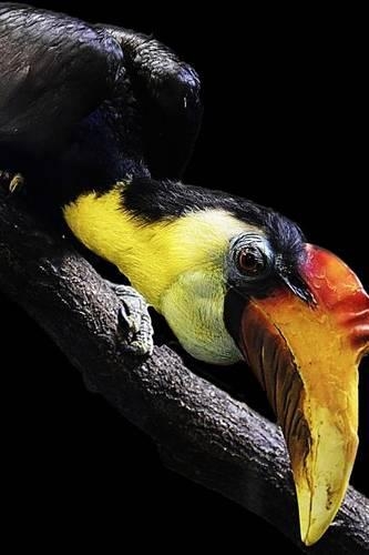 Solitary Perched Wrinkled Hornbill