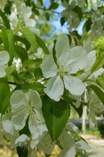 Scenic Beauty 2019 Daily Planner Springtime 384 Pages