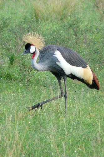 Crested Crane in Uganda, Africa Journal