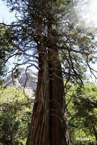 Sequoia