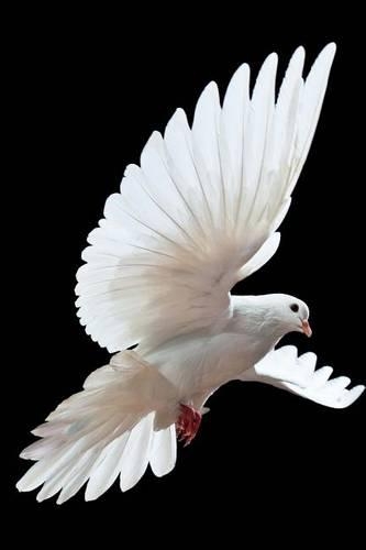 White Dove in Flight, Birds of the World
