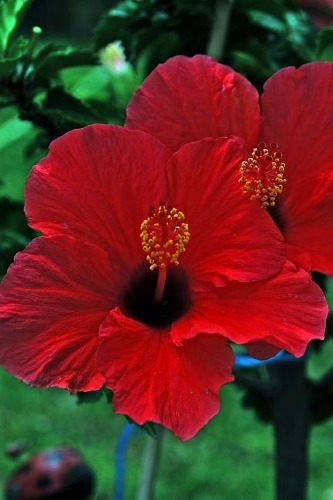 Beautiful Red Hibiscus Blossoms Journal
