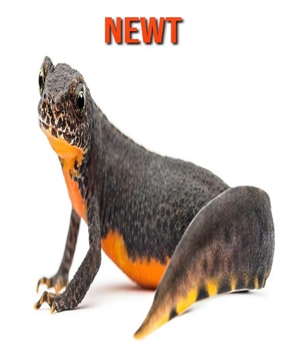 Newt: Amazing Facts about Newt