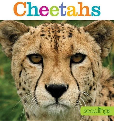 Seedlings: Cheetahs: (Seedlings)