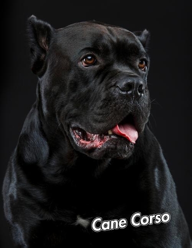 Cane Corso