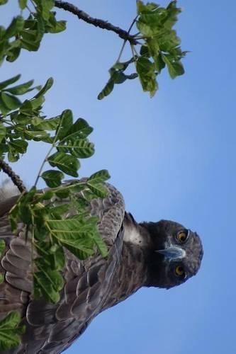 Martial Eagle in a Tree, Birds of the World