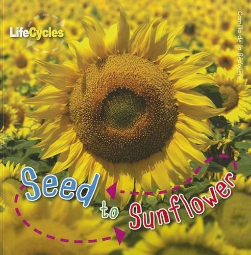 Seed to Sunflower
