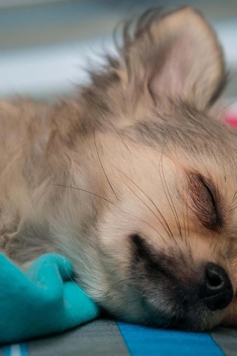 Chihuahua Puppy Napping Journal: Take Notes, Write Down Memories in this 150 Page Lined Journal