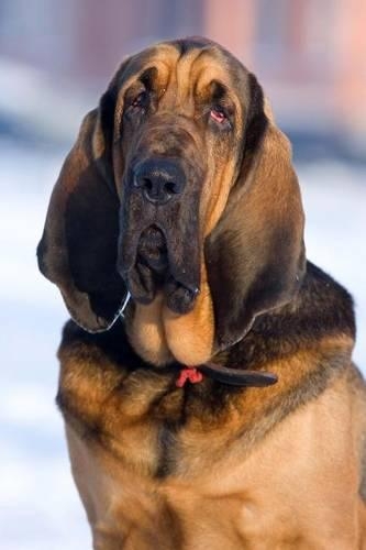The Bloodhound Dog Journal