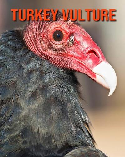 Turkey Vulture