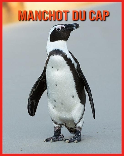 Manchot du Cap