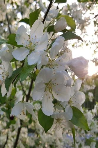 Journal Springtime Sunrise White Flowering Tree