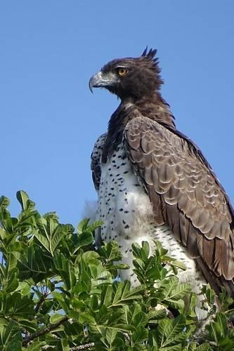 Side Profile of a Martial Eagle, Birds of the World: Blank 150 Page Lined Journal for Your Thoughts, Ideas, and Inspiration(English)