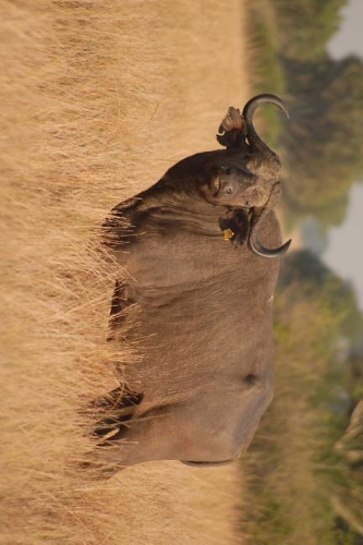 Tagged Buffalo in Uganda, Africa Journal