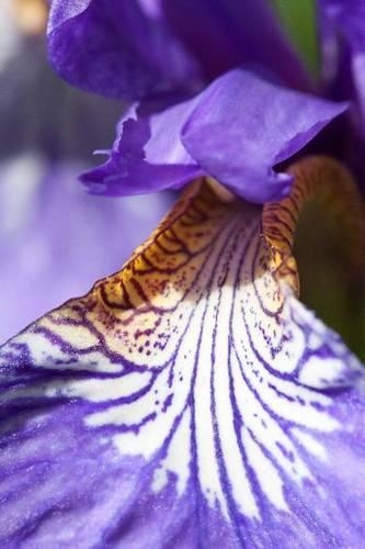 Close-Up of a Purple Iris Pseudacorus Flower Journal