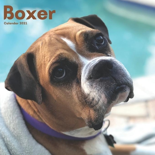 Boxer Calendar 2021: Wall Calendar 12 Month, Dog Breed Calendar 2021 For Boxer dog Lovers