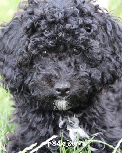 Poodle Journal