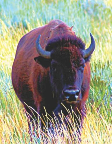 Bison Buffalo Lovers Journal