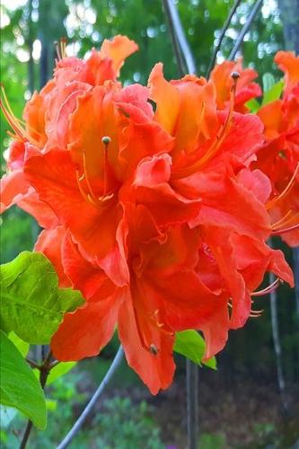 2020 Weekly Planner Orange Floral Blooms 134 Pages: 2020 Planners Calendars Organizers Datebooks Appointment Books Agendas