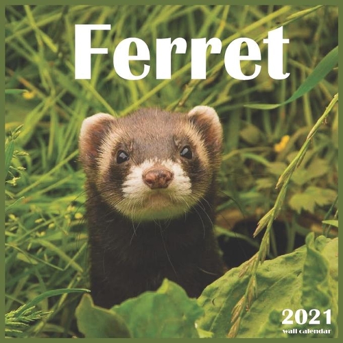 Ferret