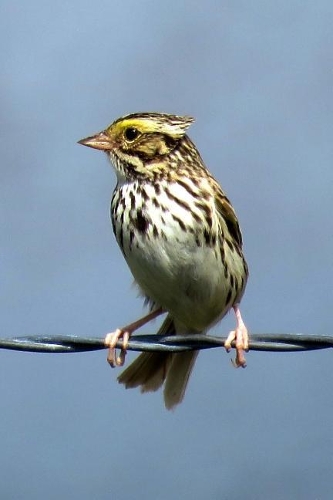 Savannah Sparrow (Passerculus Sandwichensis) Bird Journal
