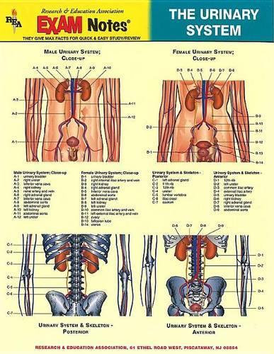 Exam Notes Urinary System St: (English)