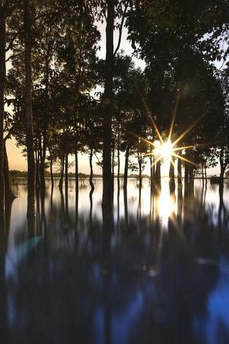 Flooded Pine Forest Journal