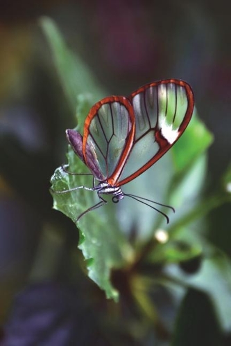 Greta Oto Glasswing Butterfly Journal