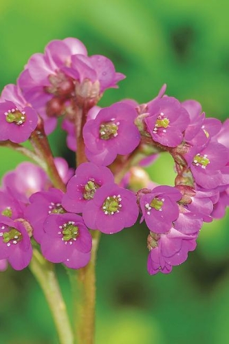 Bergenia Cordifolia Flowers Blooming Journal