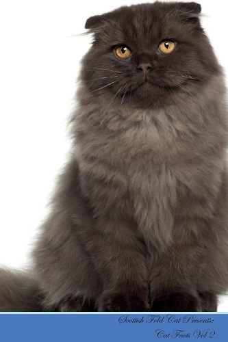 Scottish Fold Cat Presents