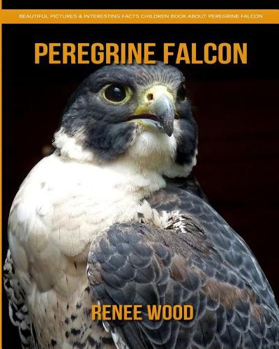 Peregrine Falcon