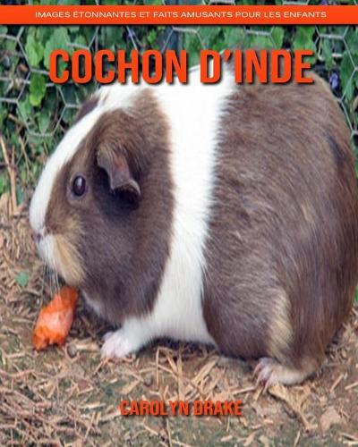 Cochon d'Inde