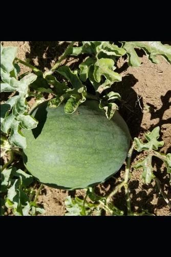 CONFESSIONS OF A SENIOR PLANT VIROLOGIST...and pathologist...