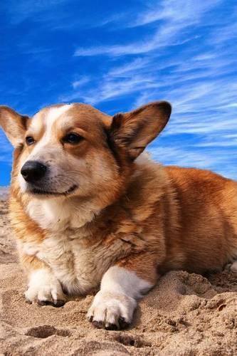 Welsh Corgi Relaxing on the Beach, for the Love of Dogs
