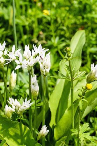 Bear's Garlic Blooming in a Spring Garden Journal
