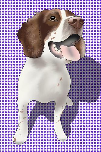 English Springer Spaniel