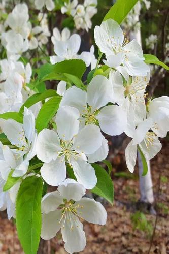 Springtime 2019 Daily Planner White Floral Beauty 384 Pages: (Notebook, Diary, Blank Book)(2019 Planners Calendars Organizers Datebooks Appointment Books Agendas)