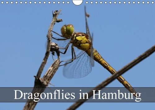 Dragonflies in Hamburg 2018: Fantastic Dragonflies in Hamburg(Calvendo Animals)