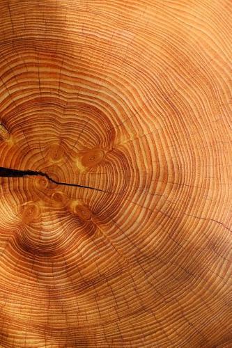 Growth Rings of a Spruce Tree Journal