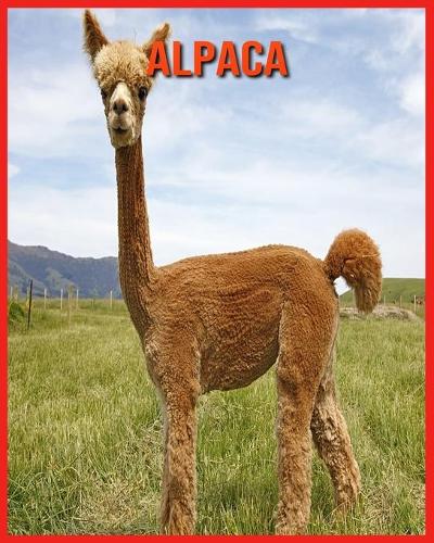 Alpaca