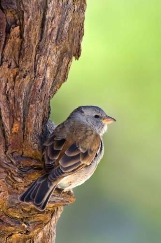 Grey-Headed Sparrow Journal