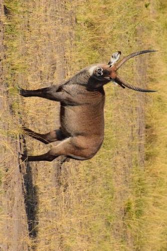 Waterbuck in Uganda, Africa Journal