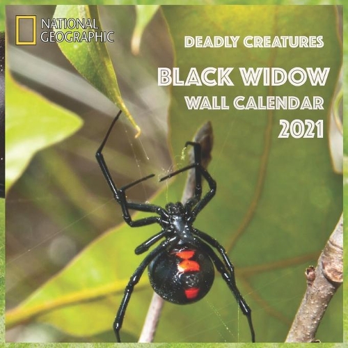 Black Widow Wall Calendar 2021: BLACK WIDOW WALL CALENDAR 2021 8.5x8.5 FINISH GLOSSY