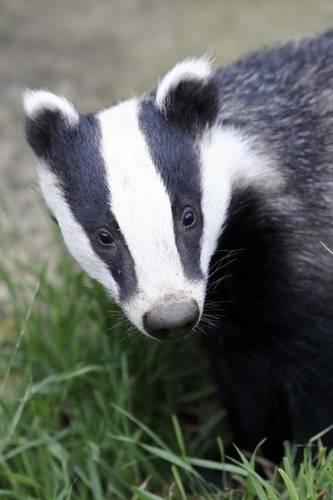 The European Badger Journal - Meles Meles