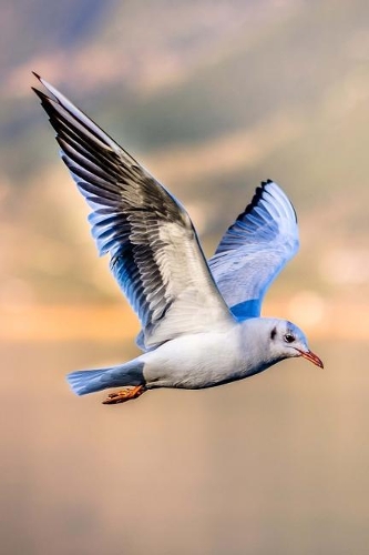 Bird in Flight Journal